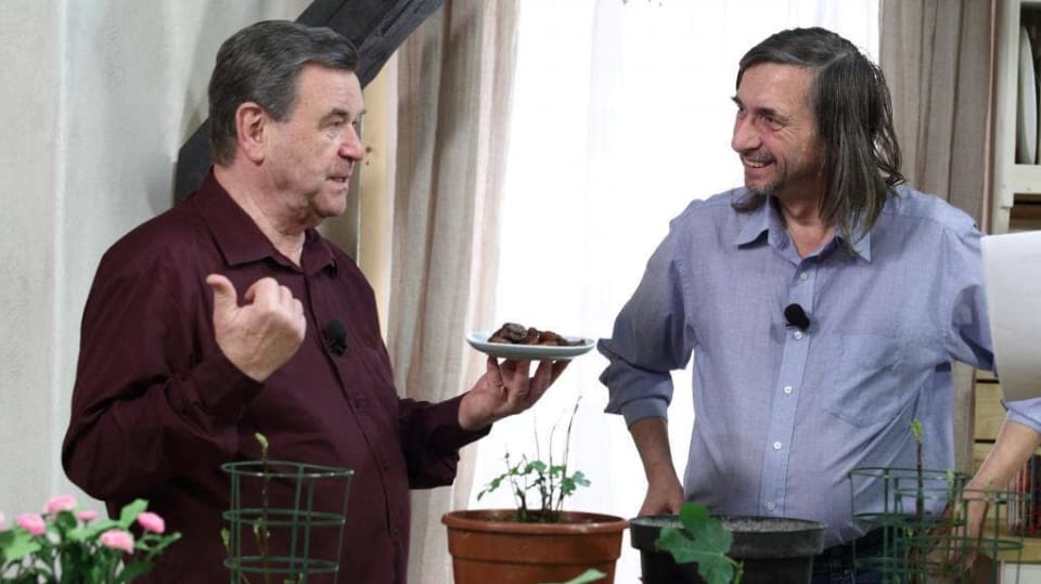 Fíky jsou oblíbenou pochutinou mnoha z nás